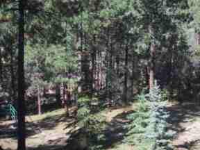 View of forest from starvation flats rancho